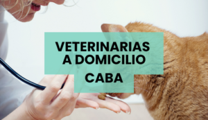 Clínicas Veterinarias En Holmberg