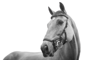 Clínicas Veterinarias En Huanchilla