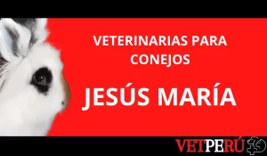 Clínicas Veterinarias En Jesus Maria