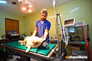 Clínicas Veterinarias En Juana Koslay