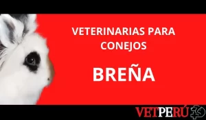 Clínicas Veterinarias En Las Brenas