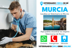 Clínicas Veterinarias En Las Flores