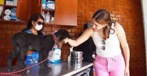 Clínicas Veterinarias En Luis Palacios