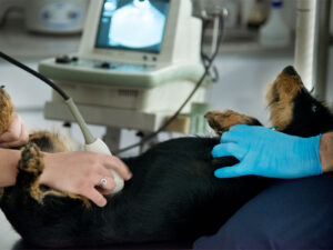 Clínicas Veterinarias En Metan