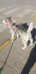 Clínicas Veterinarias En Navarro