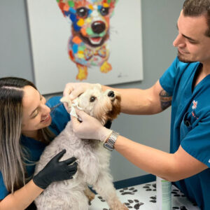 Clínicas Veterinarias En Pineyro