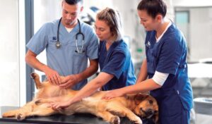 Clínicas Veterinarias En Pueblo Esther