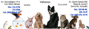 Clínicas Veterinarias En Punta Lara