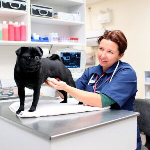 Clínicas Veterinarias En Ranchos