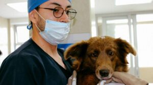 Clínicas Veterinarias En Recreo