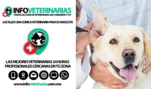 Clínicas Veterinarias En Rio Hondo