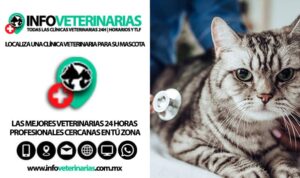 Clínicas Veterinarias En San Andres