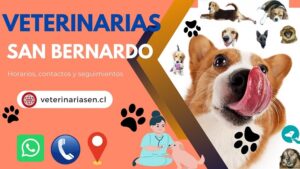 Clínicas Veterinarias En San Bernardo