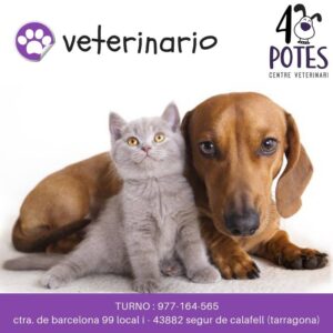 Clínicas Veterinarias En San Carlos Centro