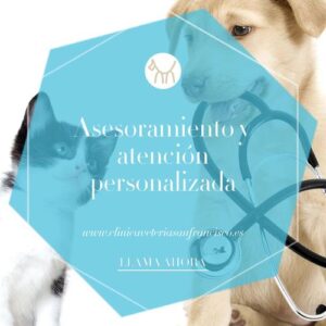 Clínicas Veterinarias En San Francisco