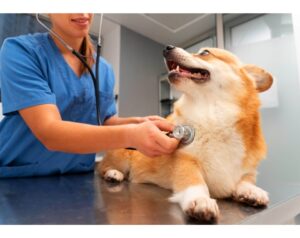 Clínicas Veterinarias En San Miguel Del Monte