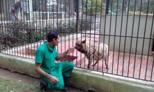 Clínicas Veterinarias En Sancti Spiritu