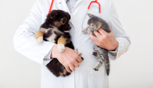 Clínicas Veterinarias En Santa Eufemia