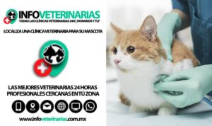 Clínicas Veterinarias En Sarmiento