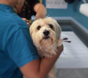 Profesional Farmacia Veterinaria