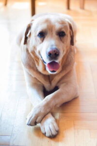 Servicios Veterinarios Las Lomitas