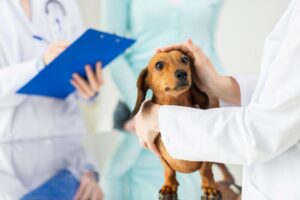 SG Clínica Veterinaria