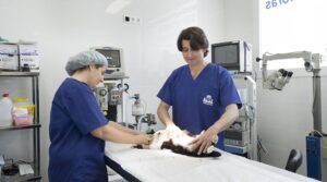SOS Veterinaria