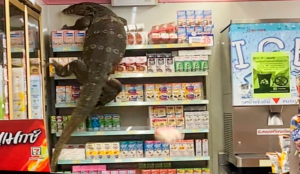 Supermercado Del Animal
