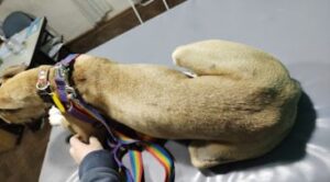 TELTECA Clínica Veterinaria