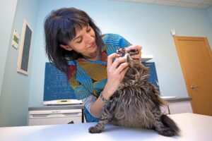 Veterinaria 7 Vidas