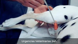 Veterinaria Almagro