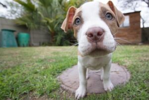 Veterinaria Amores Perros