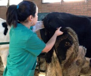 VETERINARIA ARGENTINA