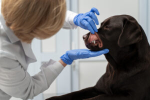 Veterinaria Carle