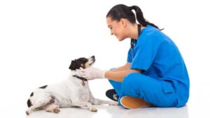 Veterinaria Catala