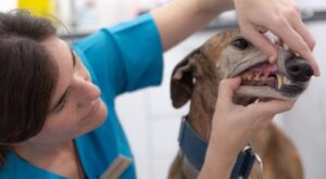Veterinaria Clinica Puerto