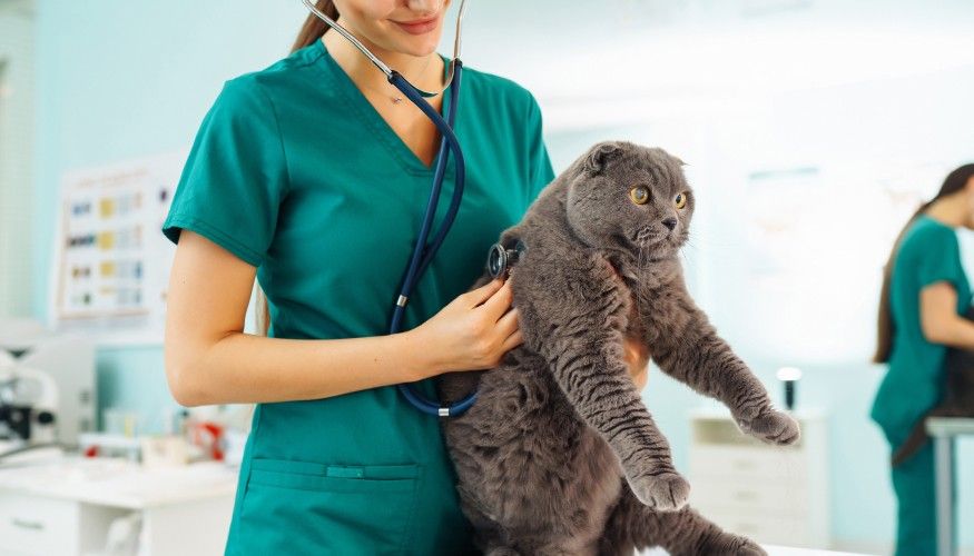Veterinaria Cobo