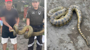 Veterinaria Curiyu