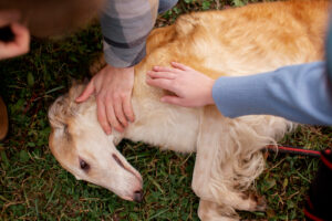 Veterinaria “DEGIORGIO”.