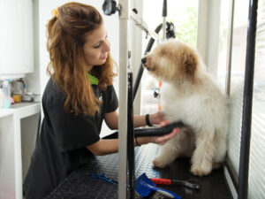 Veterinaria Del Sur