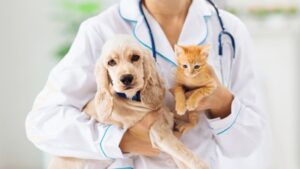 Veterinaria.Dog.Cat