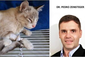 Veterinaria Dr Curi