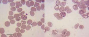 Veterinaria Dra Violeta Leunda Tosi
