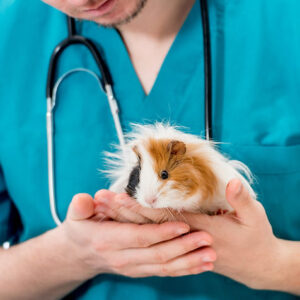 Veterinaria El Establo