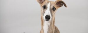 VETERINARIA EL GALGO