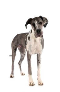 Veterinaria El Gran Danes
