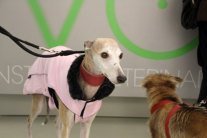 Veterinaria El Greyhound