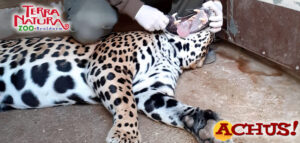Veterinaria El Jagua