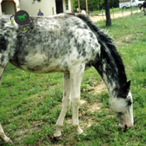 Veterinaria El Overo