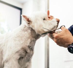 Veterinaria El Rodeo